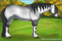 Horse Color:Blue Onyx Chinchilla 