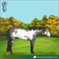 Horse Color:Grullo Frame 