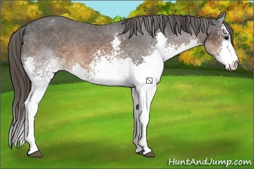 Horse Color:White Spotted Brown Splash Appaloosa