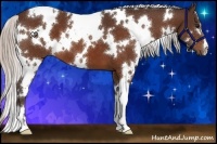 Horse Color:White Spotted Silver Bay 