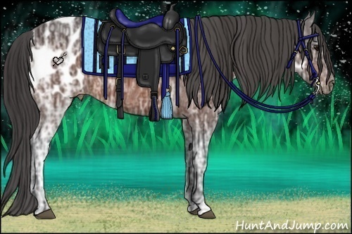 Horse Color:Bay Ice Appaloosa 