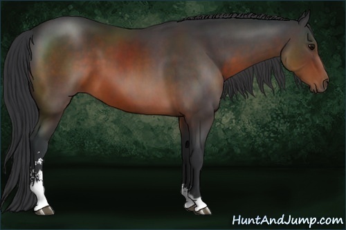 Horse Color:Brown Sabino