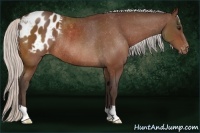 Horse Color:Silver Bay Appaloosa Rabicano 