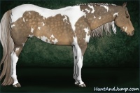 Horse Color:White Spotted Chocolate Palomino Tobiano 