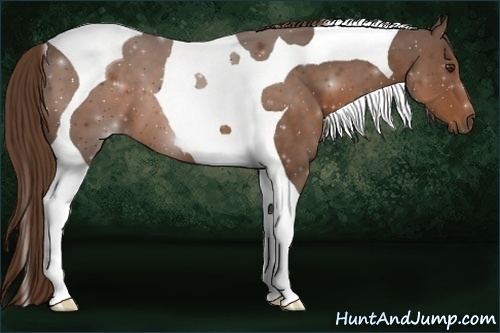 Horse Color:Liver Chestnut Tobiano 
