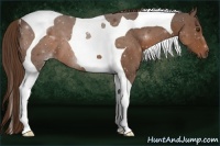 Horse Color:Liver Chestnut Tobiano 