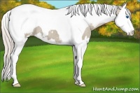 Horse Color:Silver Grullo Sabino Splash Tobiano Snowcap
