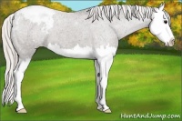 Horse Color:Silver Black Splash Varnish 
