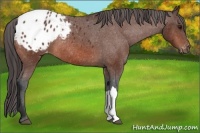 Horse Color:Bay Appaloosa Rabicano 