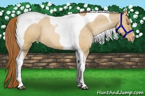 Horse Color:Bay Pearl Dun Tobiano Appaloosa Rabicano 