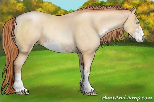 Horse Color:Classic Champagne Pearl Sabino 
