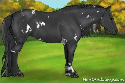 Horse Color:White Spotted Black 