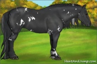 Horse Color:White Spotted Black 