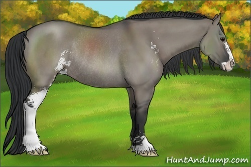 Horse Color:Grullo Sabino Rabicano 