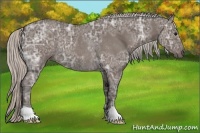 Horse Color:Silver Black Ice Rabicano