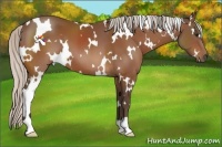 Horse Color:White Spotted Silver Bay 