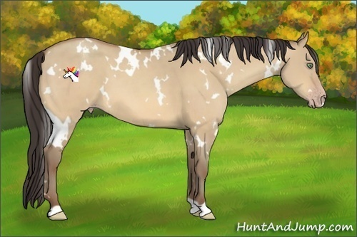 Horse Color:White Spotted Amber Champagne Dun