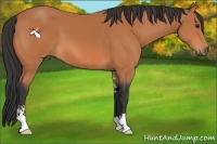 Horse Color:Bay Sabino 