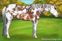 Horse Color:Bay Sabino 