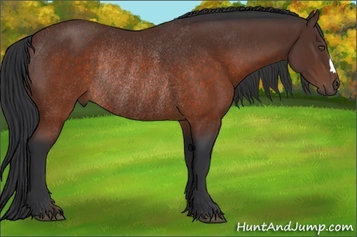 Horse Color:Brown Rabicano 