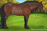 Horse Color:Brown Rabicano 
