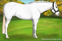 Horse Color:Buckskin Blanket