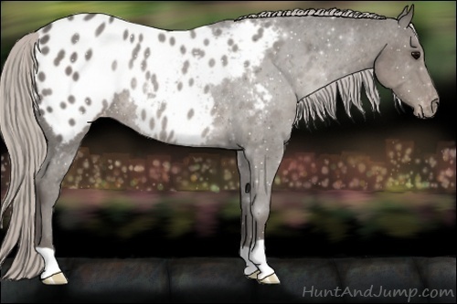 Horse Color:Silver Black Appaloosa Rabicano