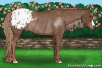 Horse Color:Chestnut Appaloosa Rabicano