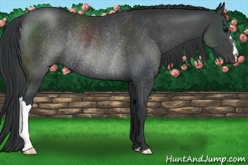 Horse Color:Black Rabicano