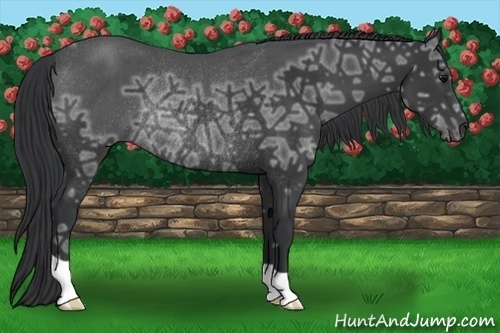 Horse Color:Black Ice Rabicano 
