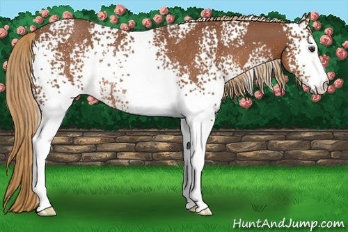 Horse Color:White Spotted Chestnut Rabicano 