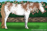 Horse Color:White Spotted Chestnut Rabicano 