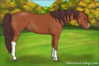 Horse Color:Chocolate Bay 