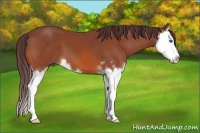 Horse Color:Chocolate Bay Sabino Splash 