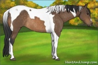 Horse Color:Buckskin Tobiano Rabicano 