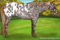 Horse Color:Liver Red Roan Appaloosa Rabicano 