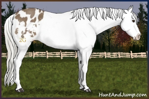 Horse Color:Chocolate Palomino Roan Snowflake Varnish 