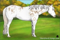 Horse Color:White Spotted Liver Chestnut Ice Pearl Appaloosa 