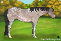 Horse Color:Bay Ice 