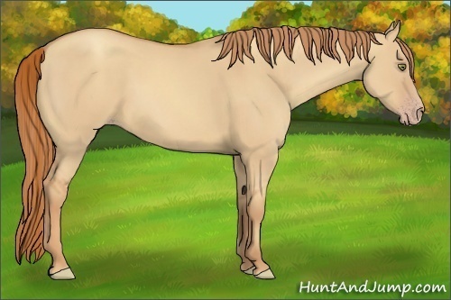 Horse Color:Gold Champagne Dun 