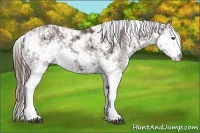 Horse Color:Liver Chestnut Sabino