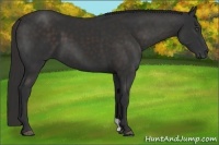 Horse Color:Liver Chestnut Frame 