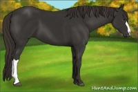 Horse Color:Liver Chestnut Frame 