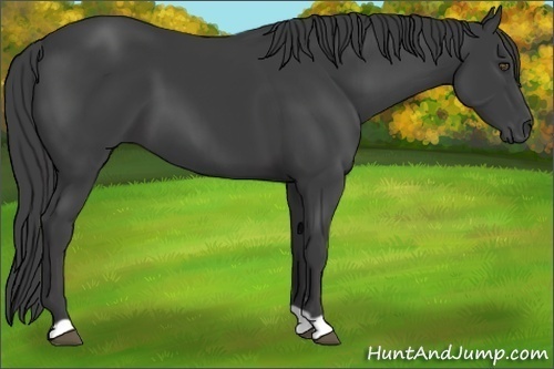 Horse Color:Smoky Black 