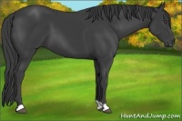 Horse Color:Smoky Black
