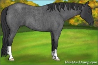 Horse Color:Blue Roan 