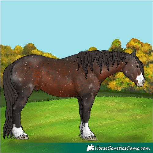 Horse Color:Liver Chestnut 