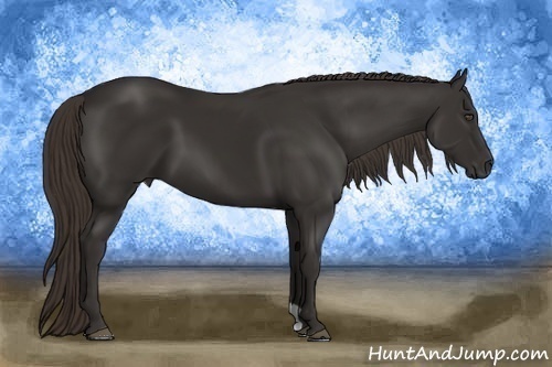 Horse Color:Liver Chestnut Frame 