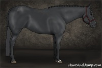 Horse Color:Black Frame 