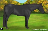 Horse Color:Liver Chestnut Frame 